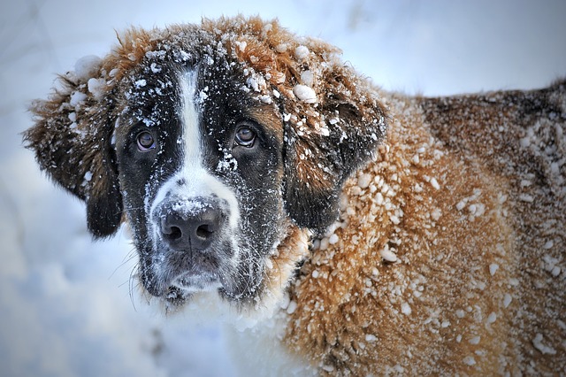 Le chien en hiver